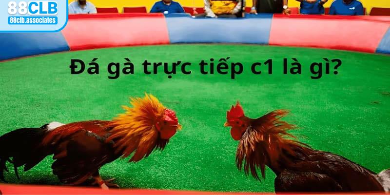 Điểm đặc trưng của giải đá gà trực tiếp C1