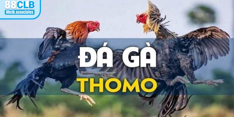 Tổng quan thông tin về đá gà trực tiếp thomo 24/7 tại đây