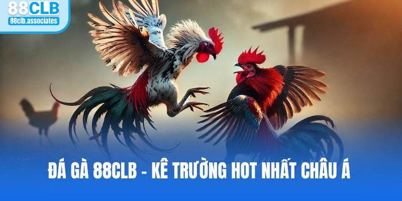 Đá Gà Trực Tiếp Thomo 24/7 - Nơi Quy Tụ Chiến Kê Chất Lượng